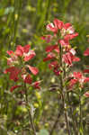 Entireleaf Indian paintbrush